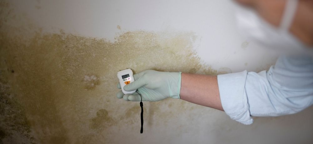 A person is holding a thermometer in front of a mouldy wall.